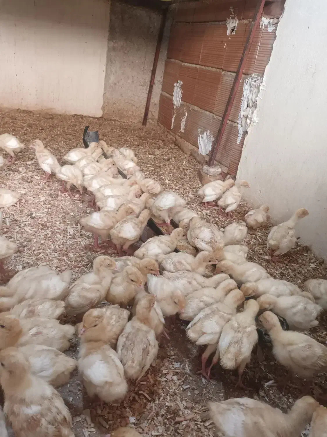 جوجه بوقلمون بیوتی ۱۵روزه|حیوانات مزرعه|رستمکلا, |دیوار