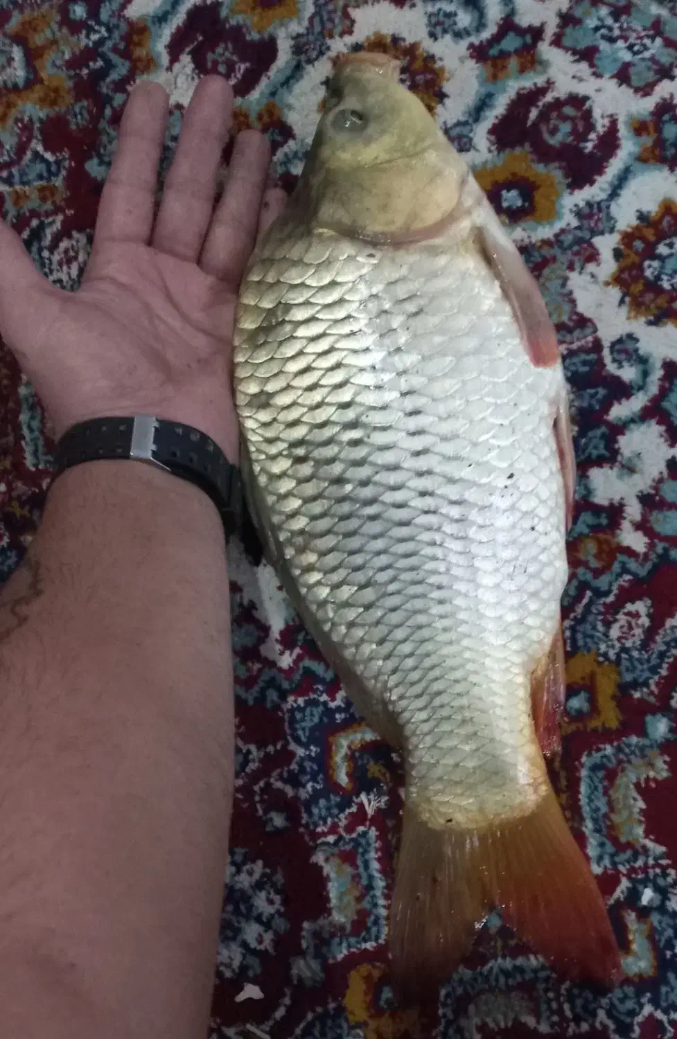 فروش ماهی کپور|ماهی|فومن, |دیوار