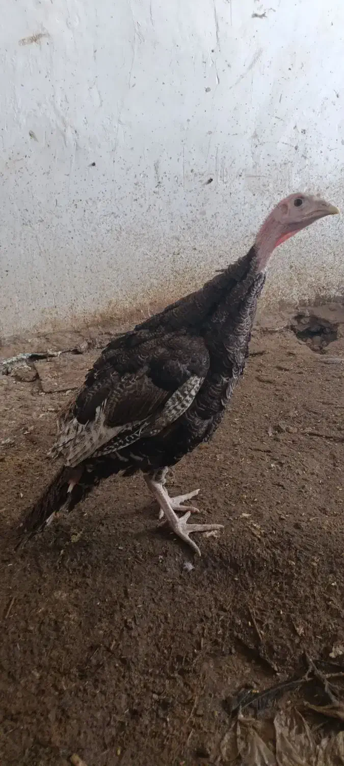 بوقلمون نر|حیوانات مزرعه|مشگین شهر, |دیوار