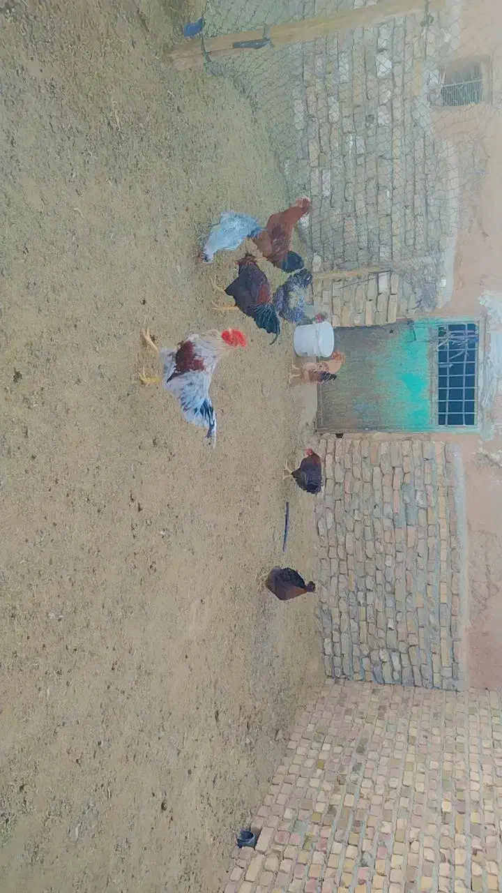خروس جوان کاکولی فروشی|حیوانات مزرعه|تربت جام, جامرود|دیوار