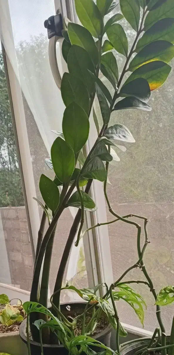 گل طبیعی|گل و گیاه طبیعی|رشت, حومه رشت|دیوار