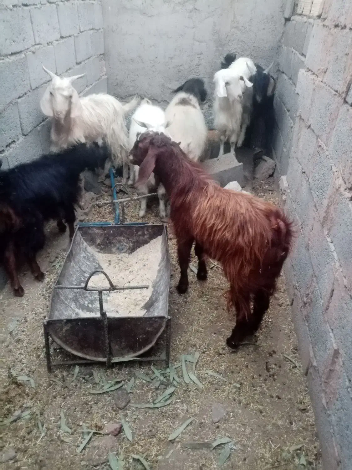 کره محلی از 8کیلو گوشت تا 15|حیوانات مزرعه|زرند, |دیوار