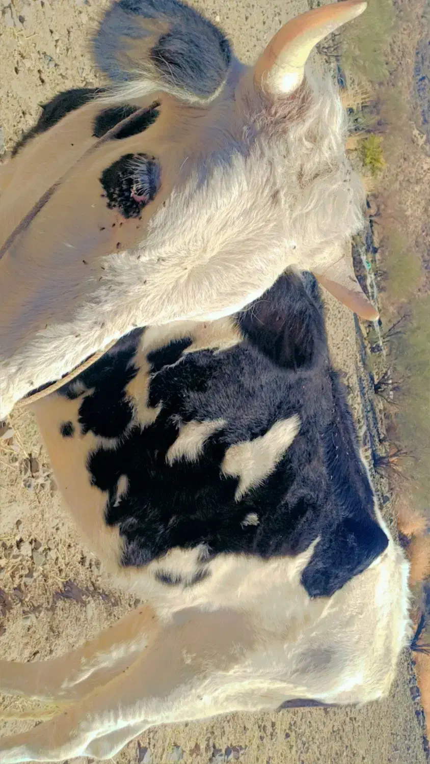 یک راس گستر هلشتاین|حیوانات مزرعه|جیرفت, |دیوار