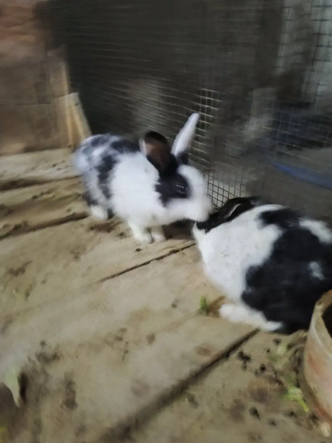 یک جفت خرگوش|موش و خرگوش|قشم, |دیوار