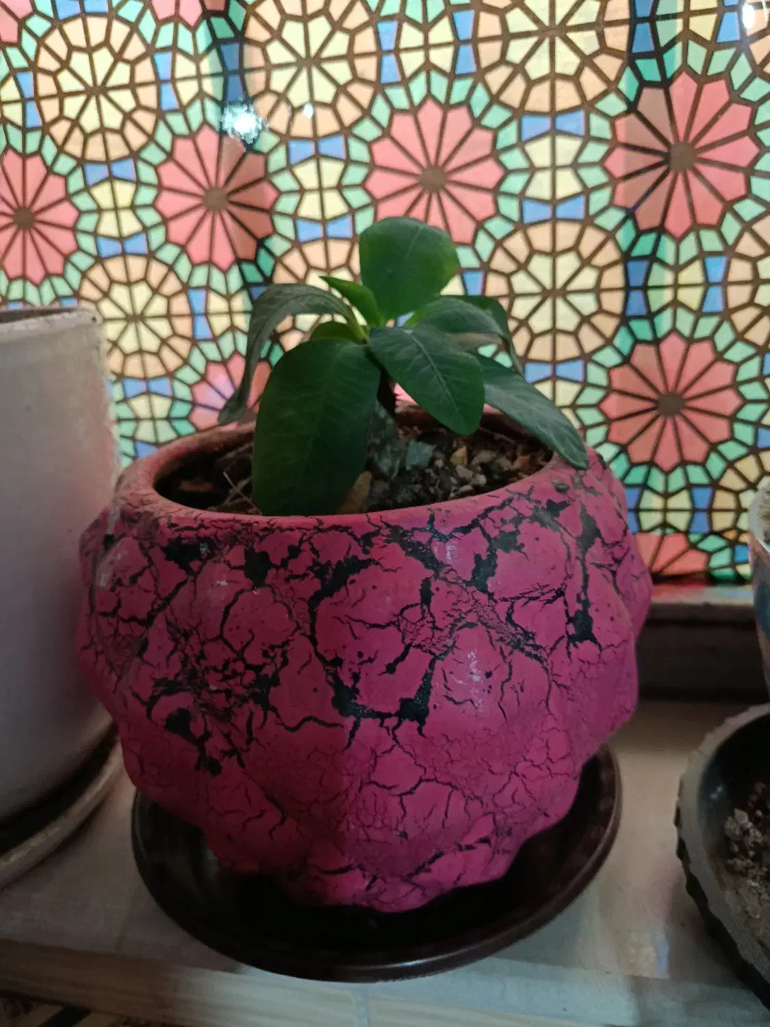 مرجان گلدرشت|گل و گیاه طبیعی|خوی, |دیوار