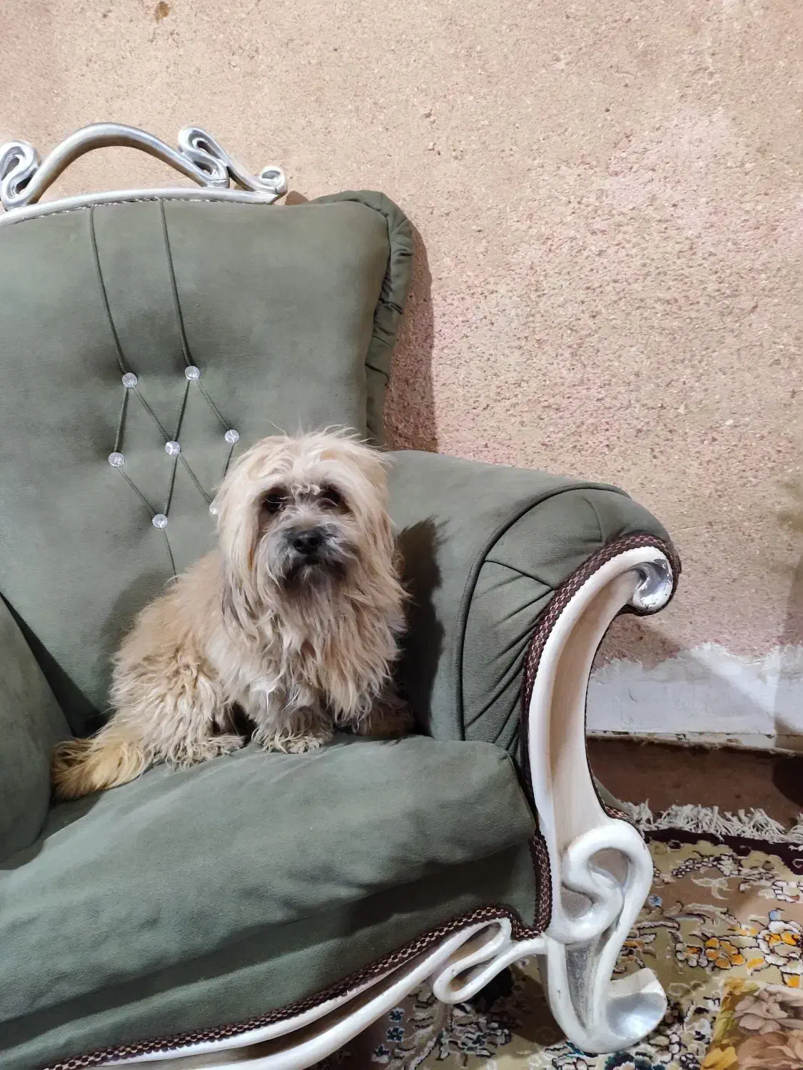 سگ پشمالو قهوه ای نژاد فی فی|سگ|بهبهان, |دیوار