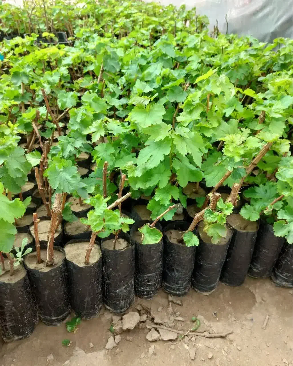 نهال فروشی علی همراهی|خدمات باغبانی و درختکاری|اراک, |دیوار