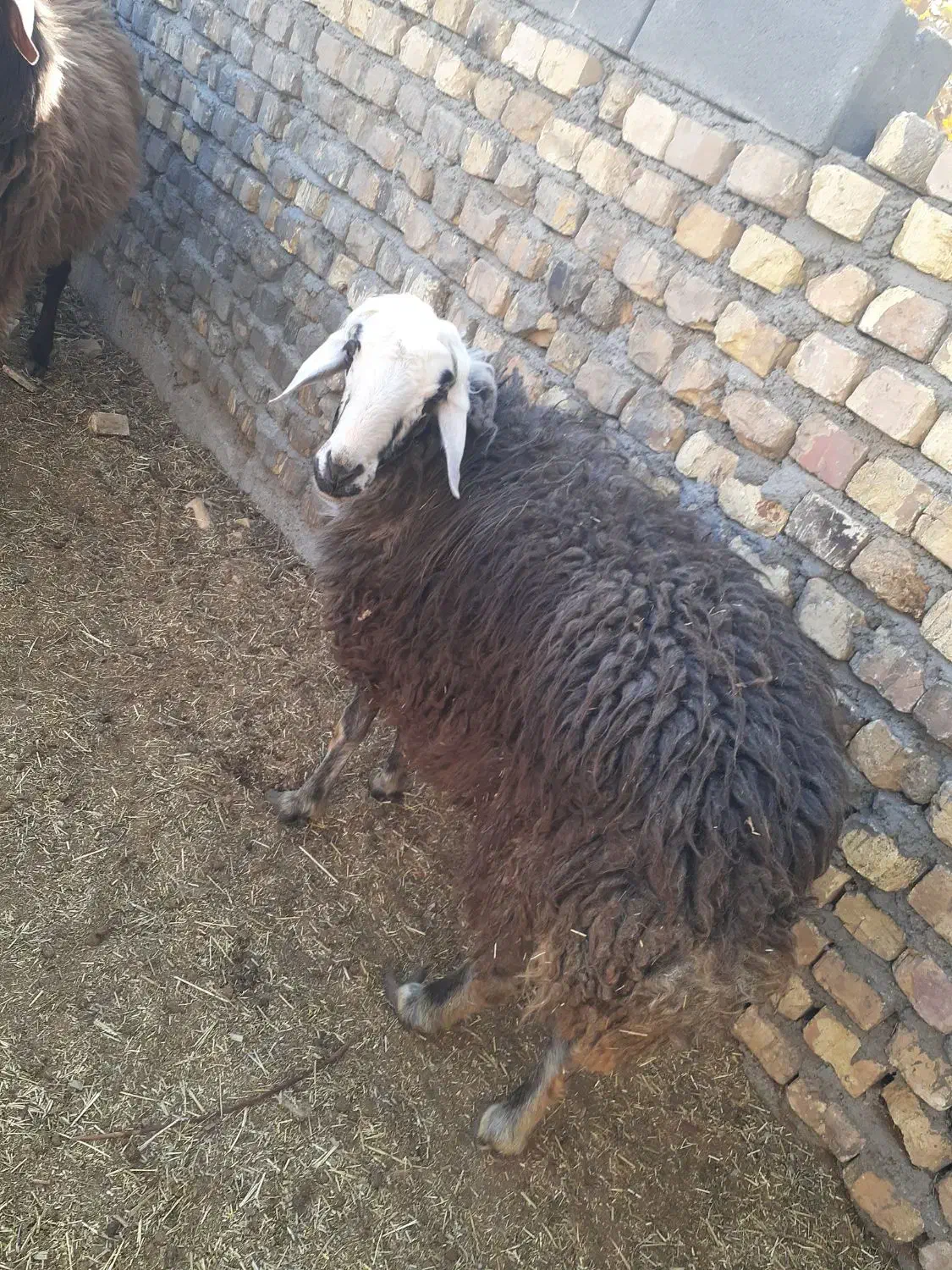 گوشت بره درجه یک|خوردنی و آشامیدنی|شاهین‌شهر, فردوسی|دیوار