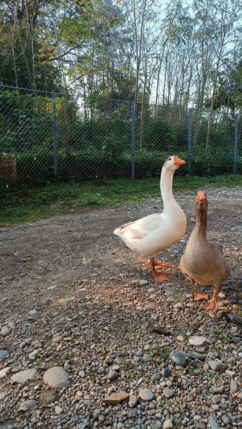 غاز نر|حیوانات مزرعه|سنگر, |دیوار