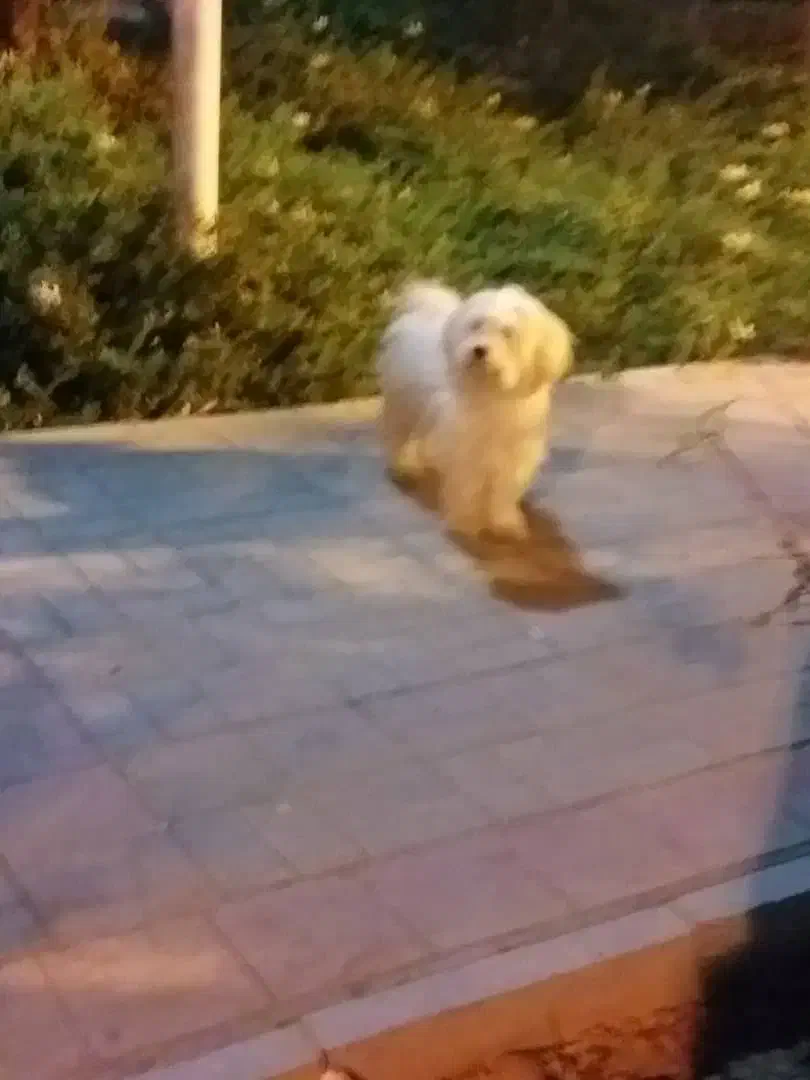 باسلام یک عدد توله سگ ماده به فروش میرسد|سگ|قم, مسکن مهر|دیوار