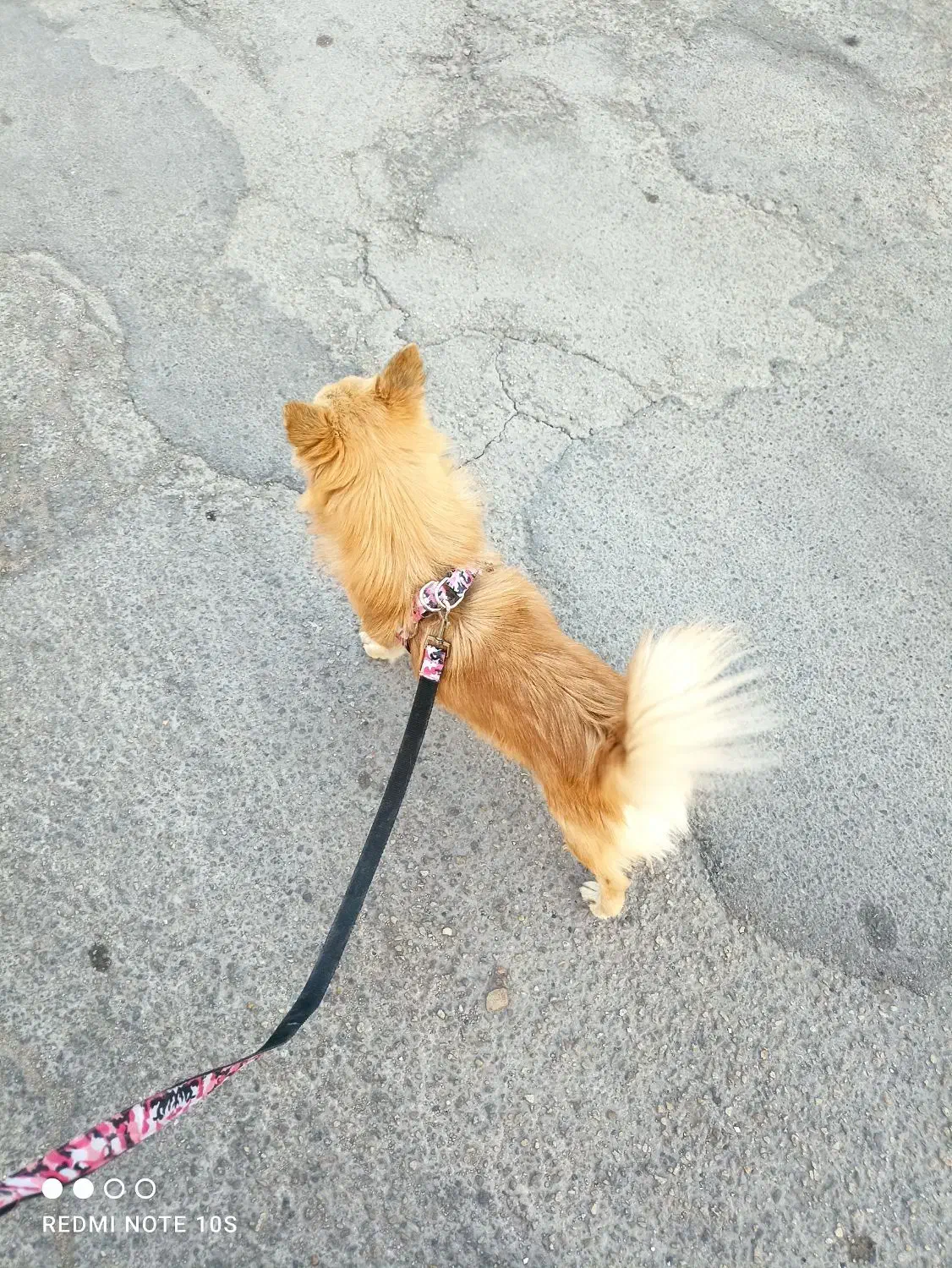 واگذاری سگ خانگی|سگ|لار, |دیوار