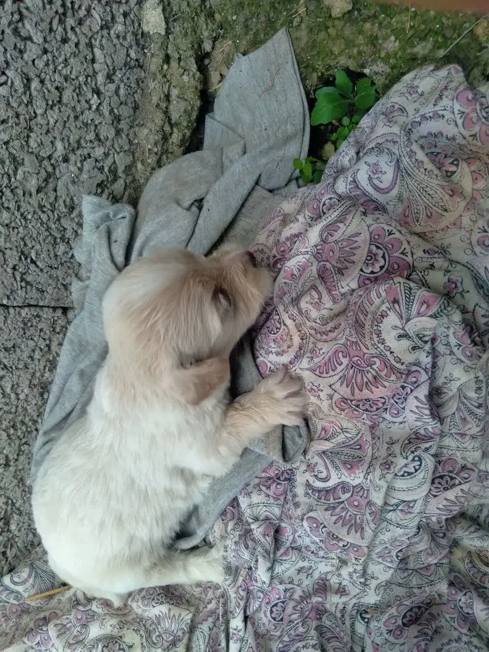 واگذاری توله تریر|سگ|لاهیجان, لیالستان|دیوار