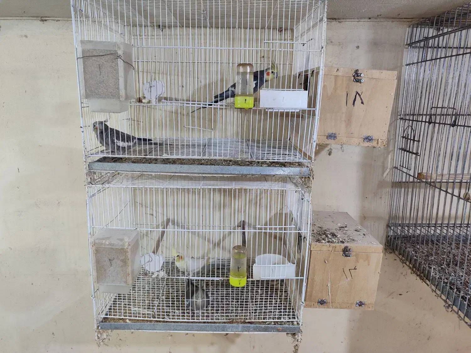 ۲ جفت مولد|پرنده|تالش, طولارود|دیوار