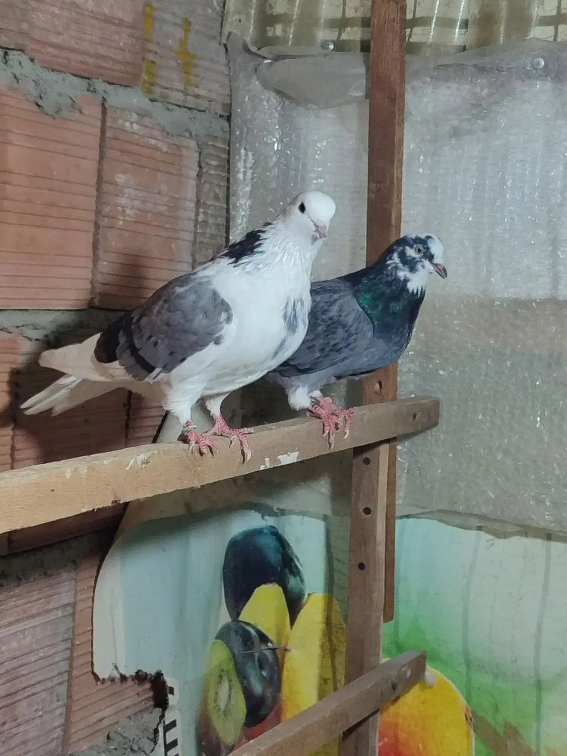 یک جفت ابلغ سبز دهن جور|پرنده|قائمشهر, |دیوار