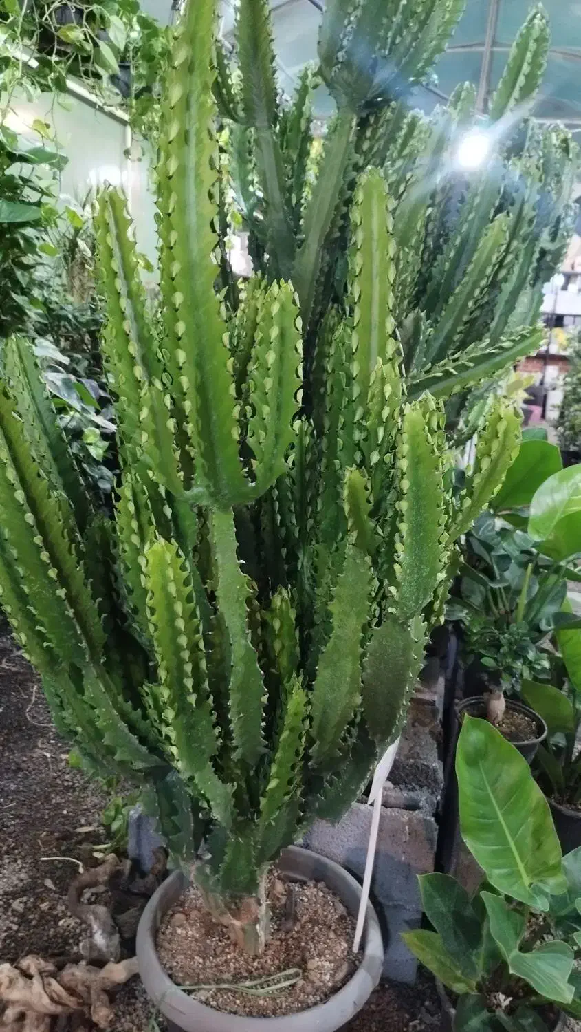 افوربیا اره ای|گل و گیاه طبیعی|قم, در بهشت|دیوار