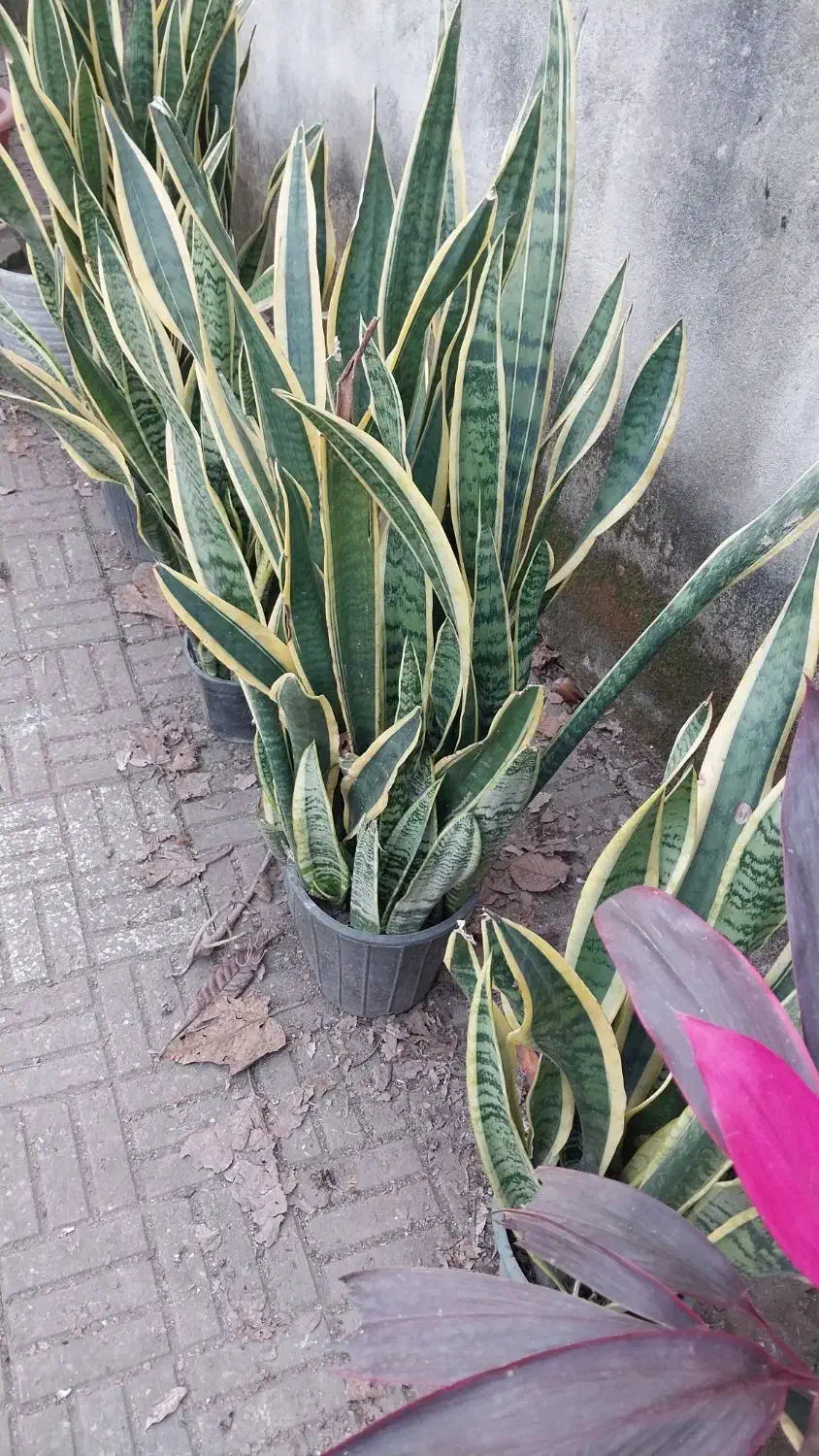 سانسوریا لبه طلایی هر غلاف 50 تا 70تومن|گل و گیاه طبیعی|تولم شهر, |دیوار