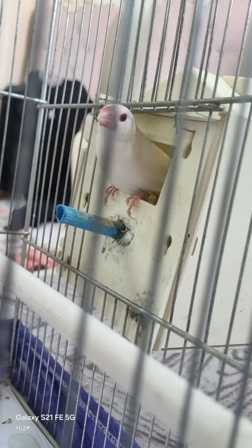 فنچ نرگسی مولد روی تخم معاوضه با قناری|پرنده|تهران, نیروی دریایی|دیوار