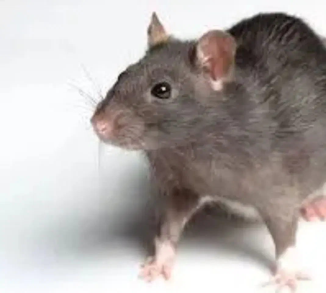 سمپاشی سوسک وسایل کنه سم پاشی موش عقرب با ضمانت|خدمات نظافت|مشهد, توس (بلوار توس)|دیوار