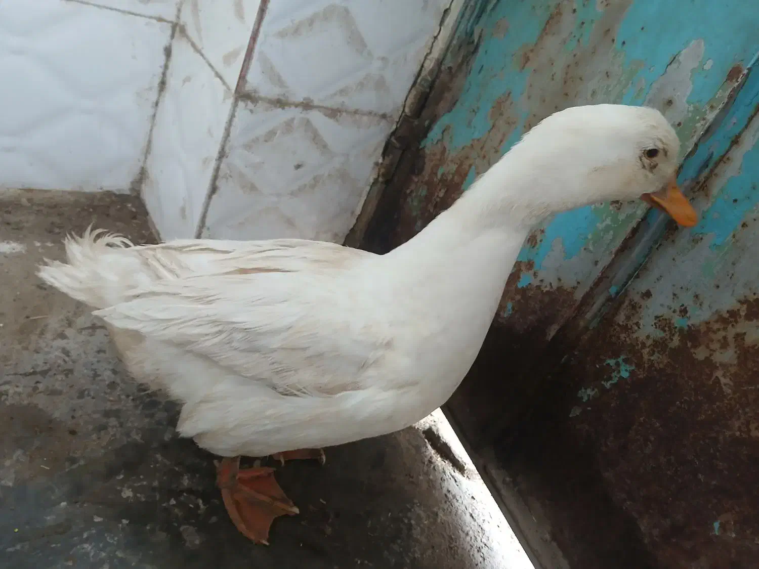 اردک‌نر‌|حیوانات مزرعه|محمدشهر, محمدشهر|دیوار