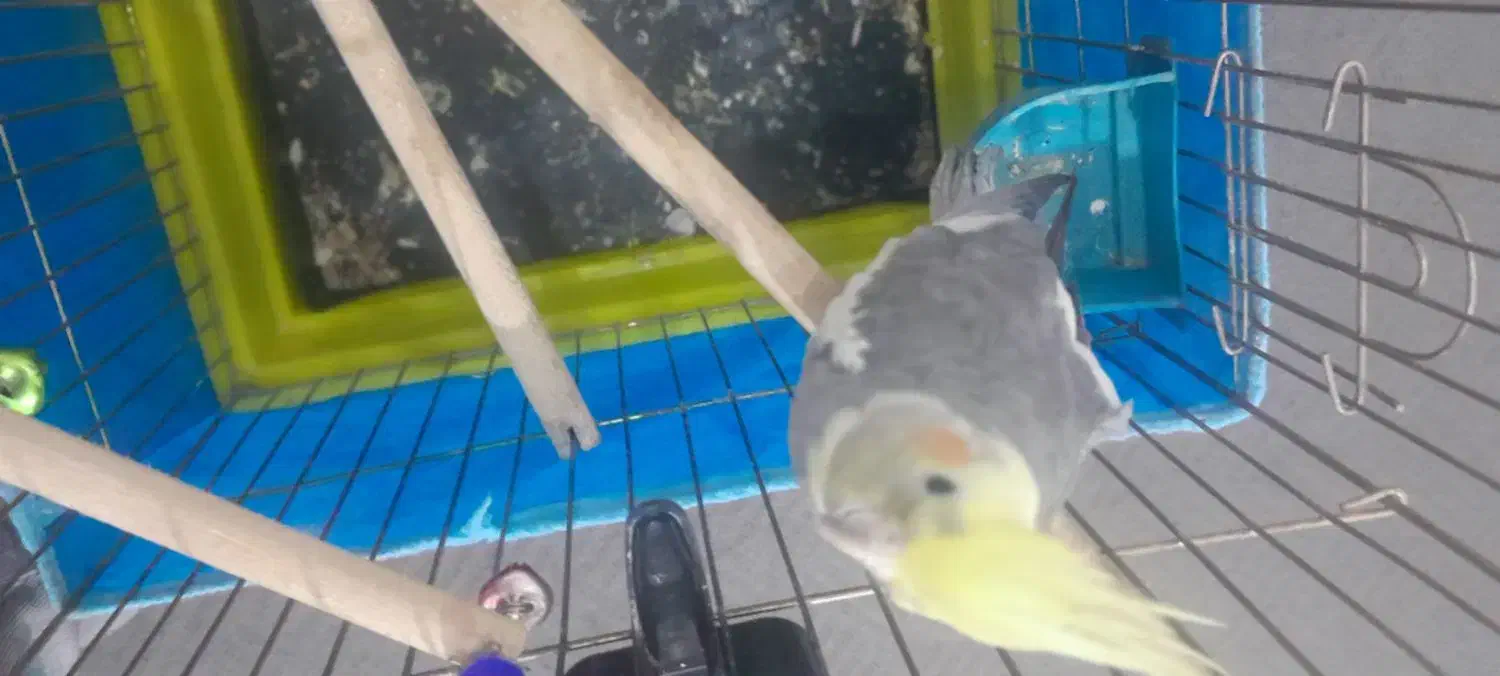 عروس هلندی|پرنده|پاکدشت, پاکدشت (مامازند)|دیوار