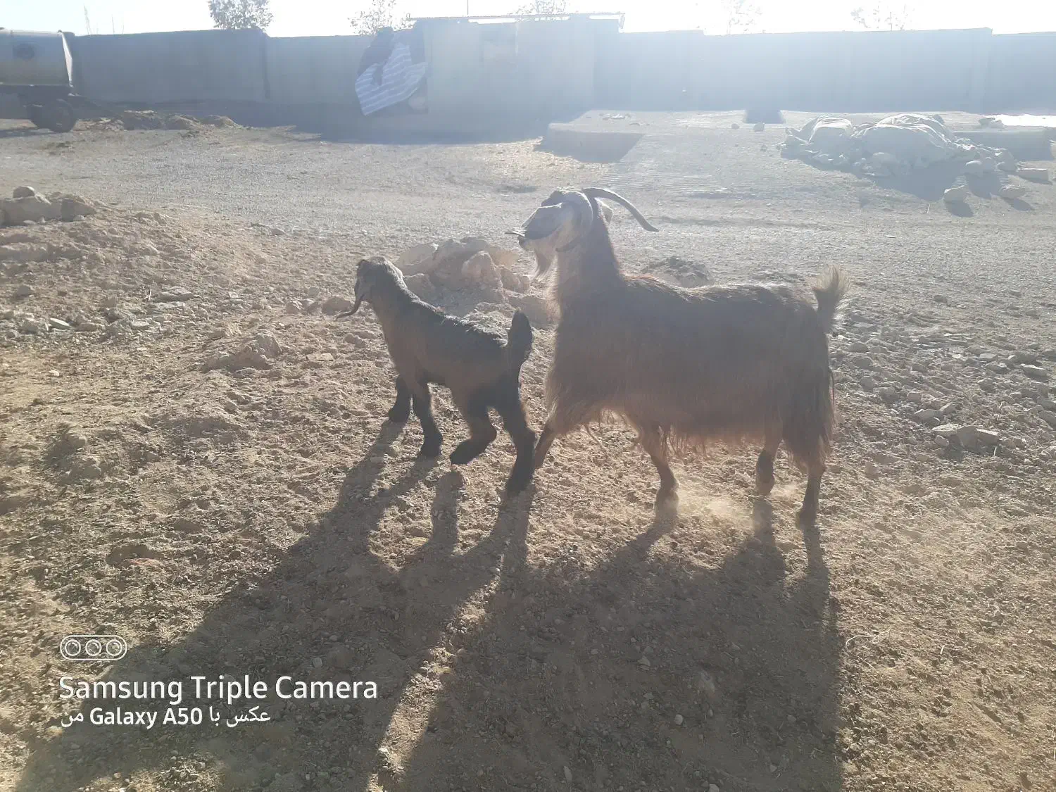 بزغاله|حیوانات مزرعه|کنگاور, |دیوار