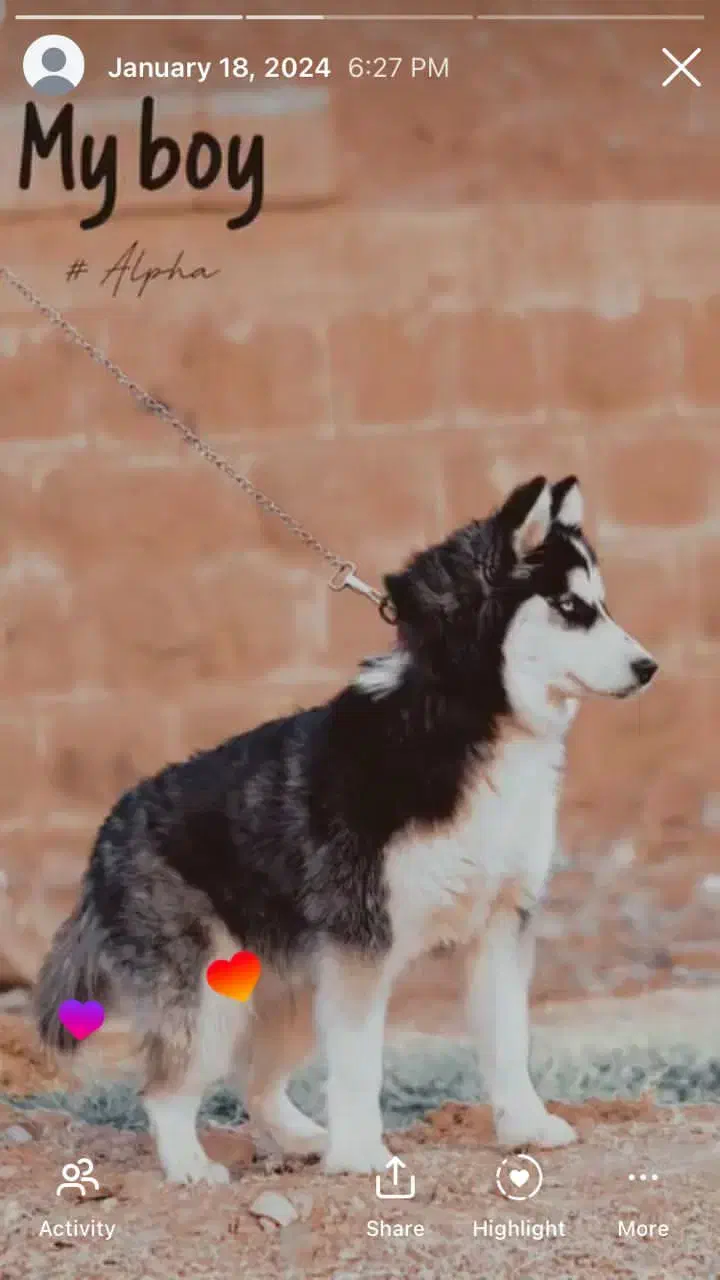 فروش سگ هاسکی|سگ|زرند, |دیوار