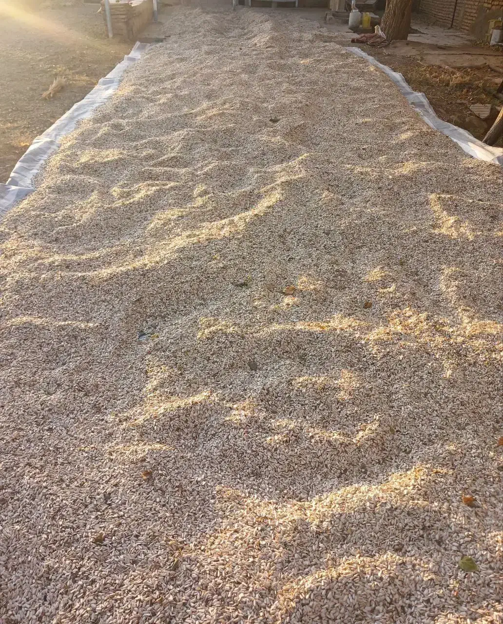 تخمه آفتابگردان سفید مرغوب|عمدهفروشی|سبزوار, قصبه شرقی|دیوار