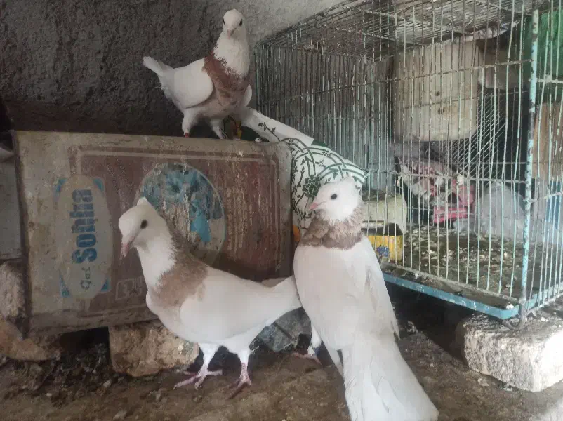 کبوتر طوقی|پرنده|فرخ‌شهر, |دیوار