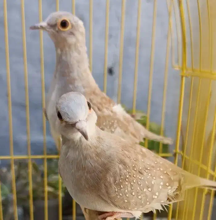 پرنده زینتی|پرنده|میبد, |دیوار