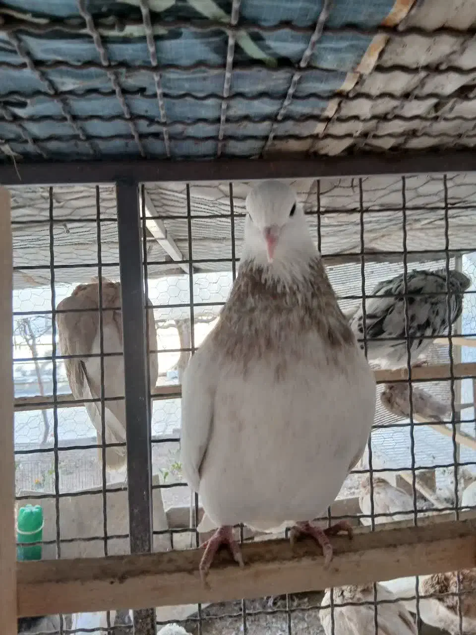 کبوترطوقی خالدار|پرنده|شاهرود, |دیوار