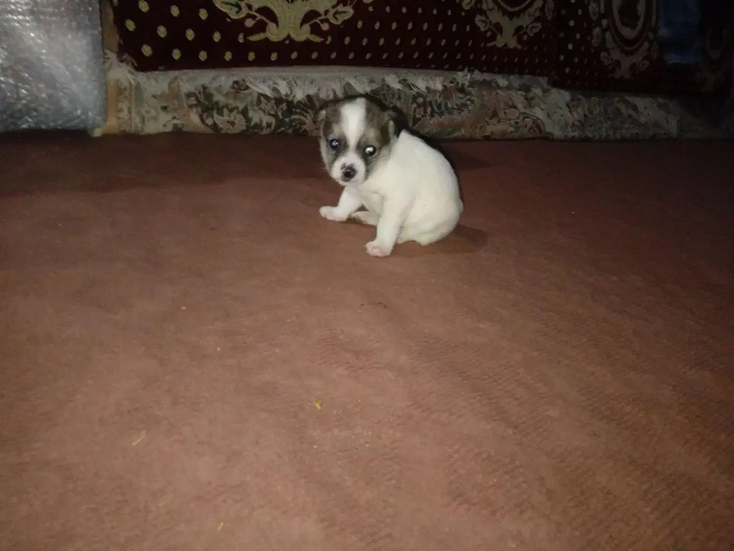 سگ پاکوتاه|سگ|میانه, |دیوار