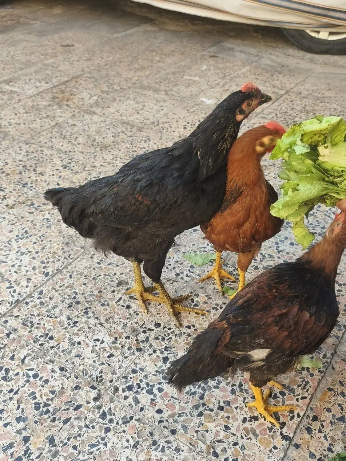 سه عدد خروس|حیوانات مزرعه|اهواز, کیانشهر|دیوار