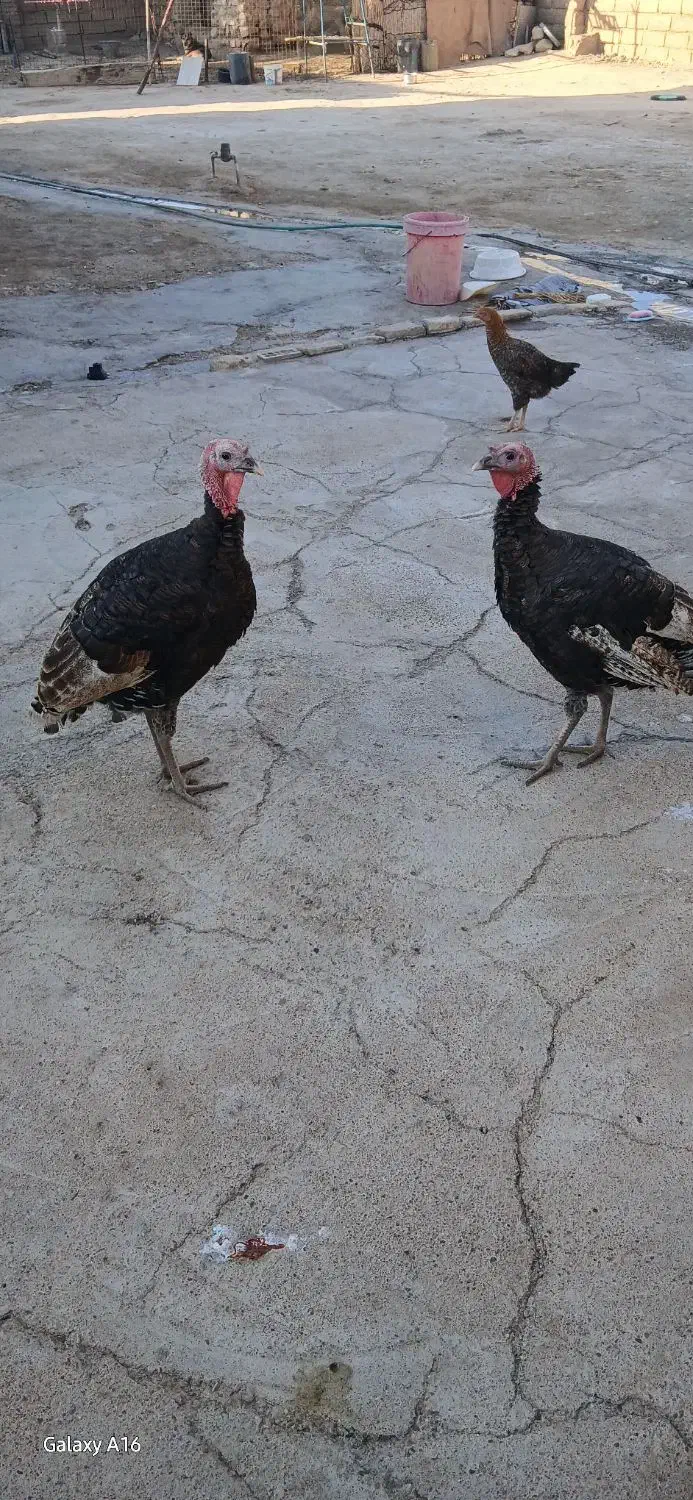 دهلران شهرک وحدت|حیوانات مزرعه|دهلران, |دیوار