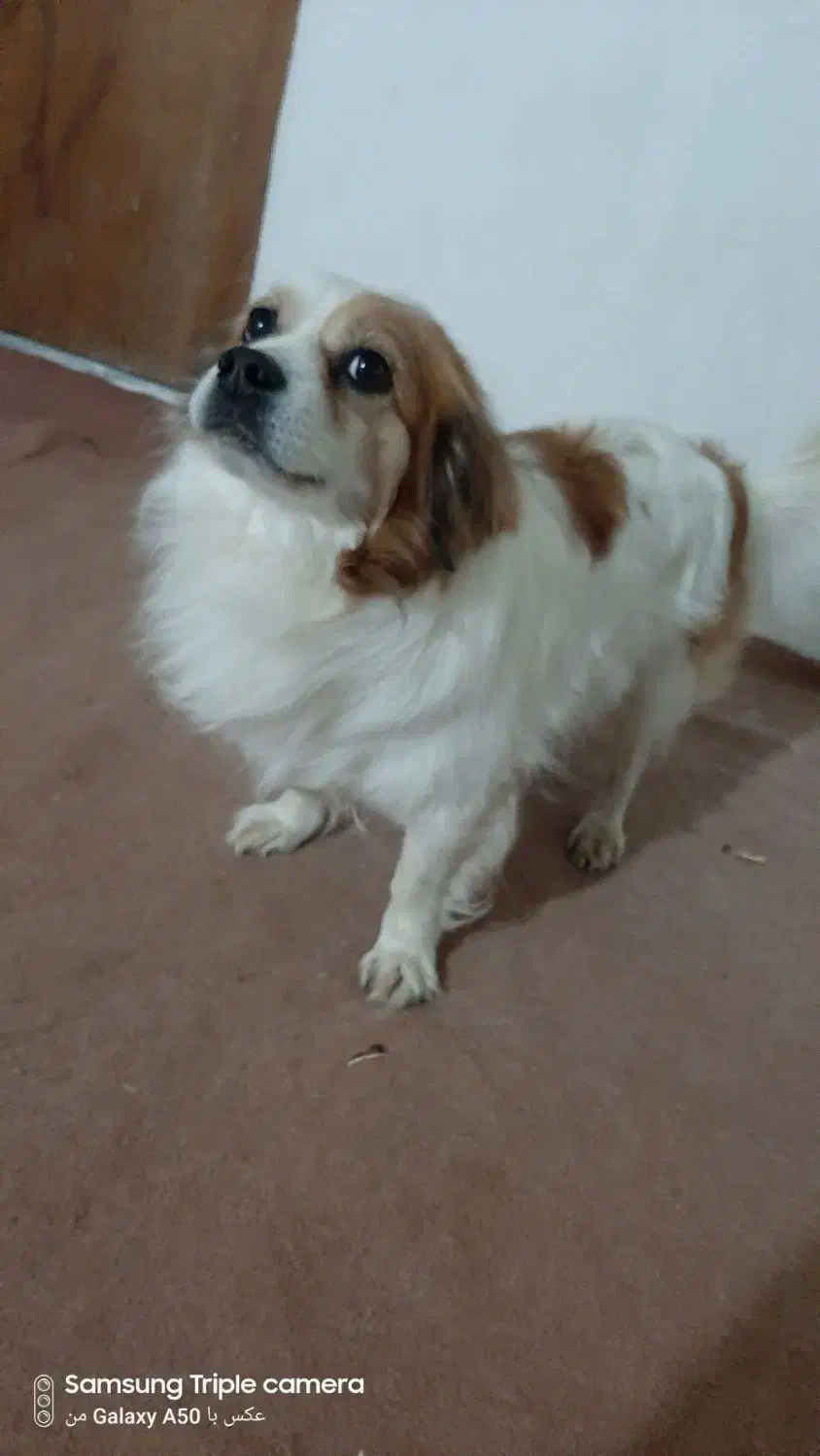 سگ طرح پامرین بسیار حرف گوش کن|سگ|بهار, |دیوار