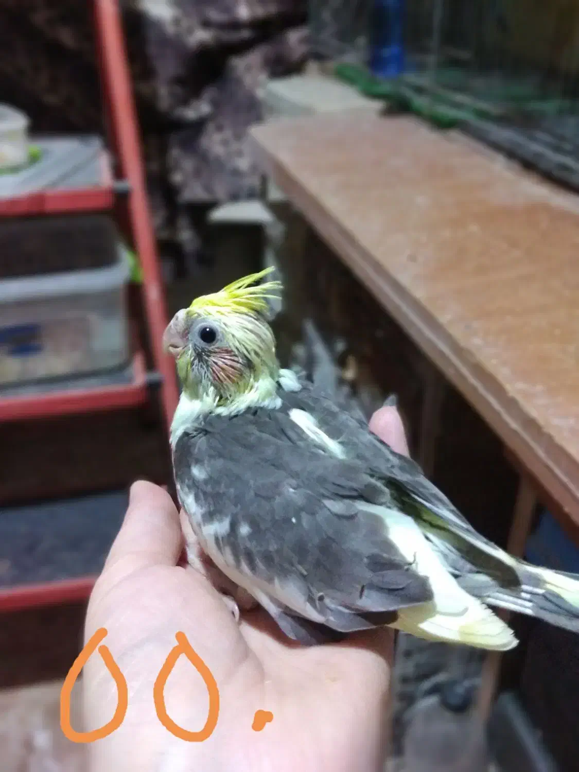 جوجه عروس هلندی سرلاکی|پرنده|گرگان, |دیوار