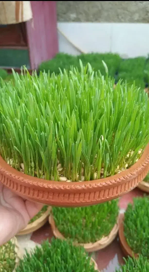 سبزه عید|گل و گیاه طبیعی|برازجان, |دیوار