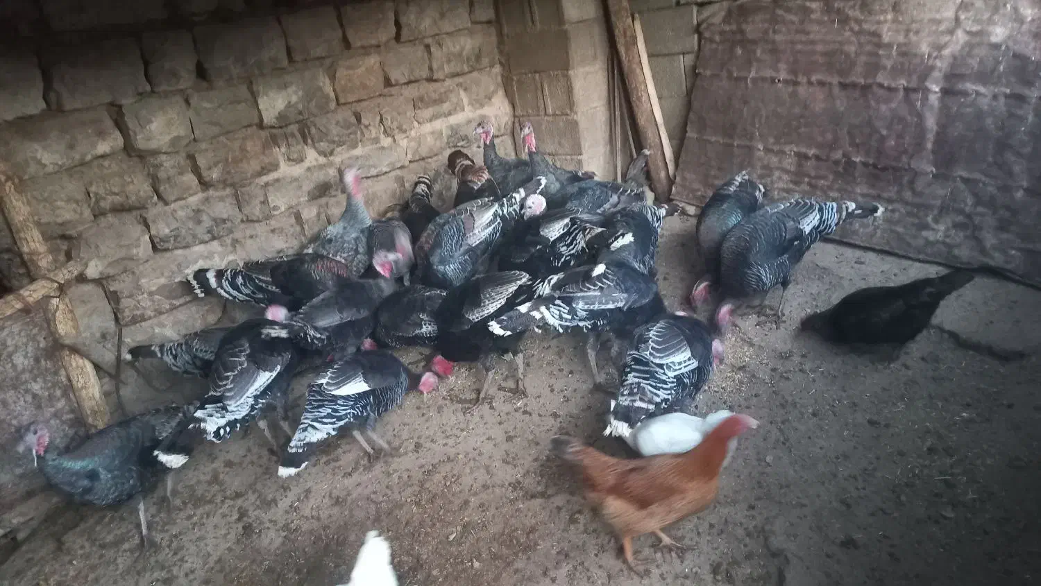 بوغ فروش|حیوانات مزرعه|زمکان, |دیوار