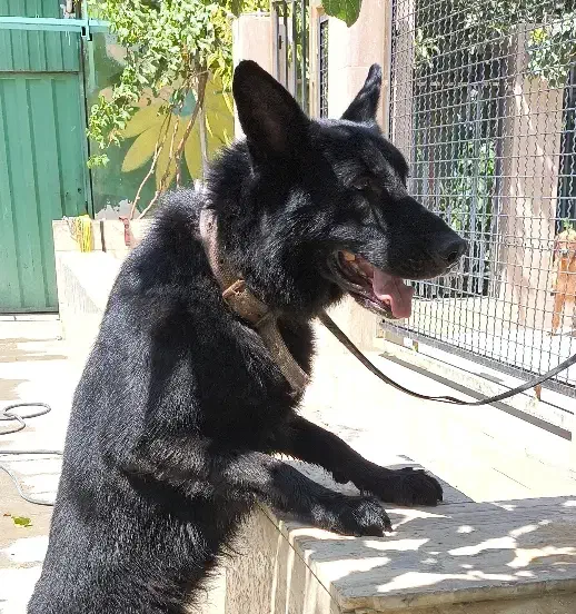 فروش ژرمن مشکی توله بالغ درشت اصیل|سگ|کرج, عظیمیه|دیوار