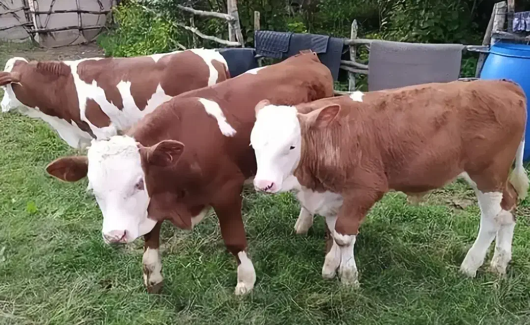 بازار دام گوساله سمینتال|حیوانات مزرعه|صفی آباد, |دیوار