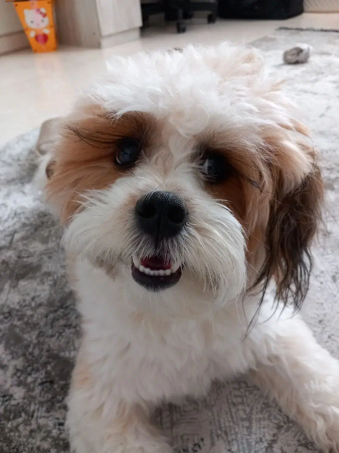 سگ خانگی|سگ|کرج, فاز ۲ مهرشهر|دیوار