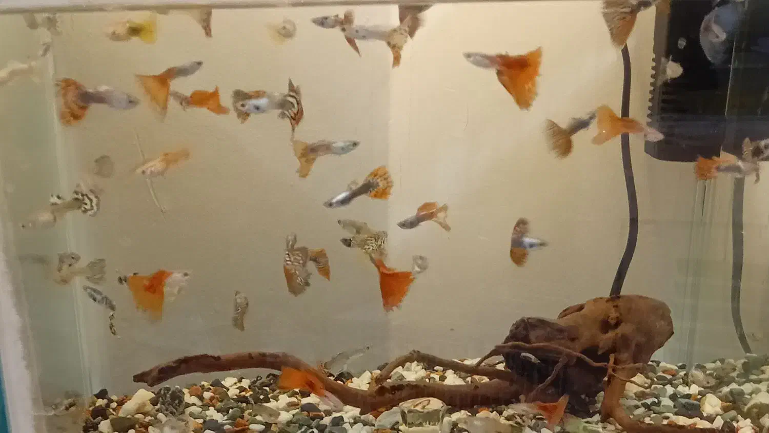 ماهی گوپی|ماهی|فردیس, فردیس|دیوار