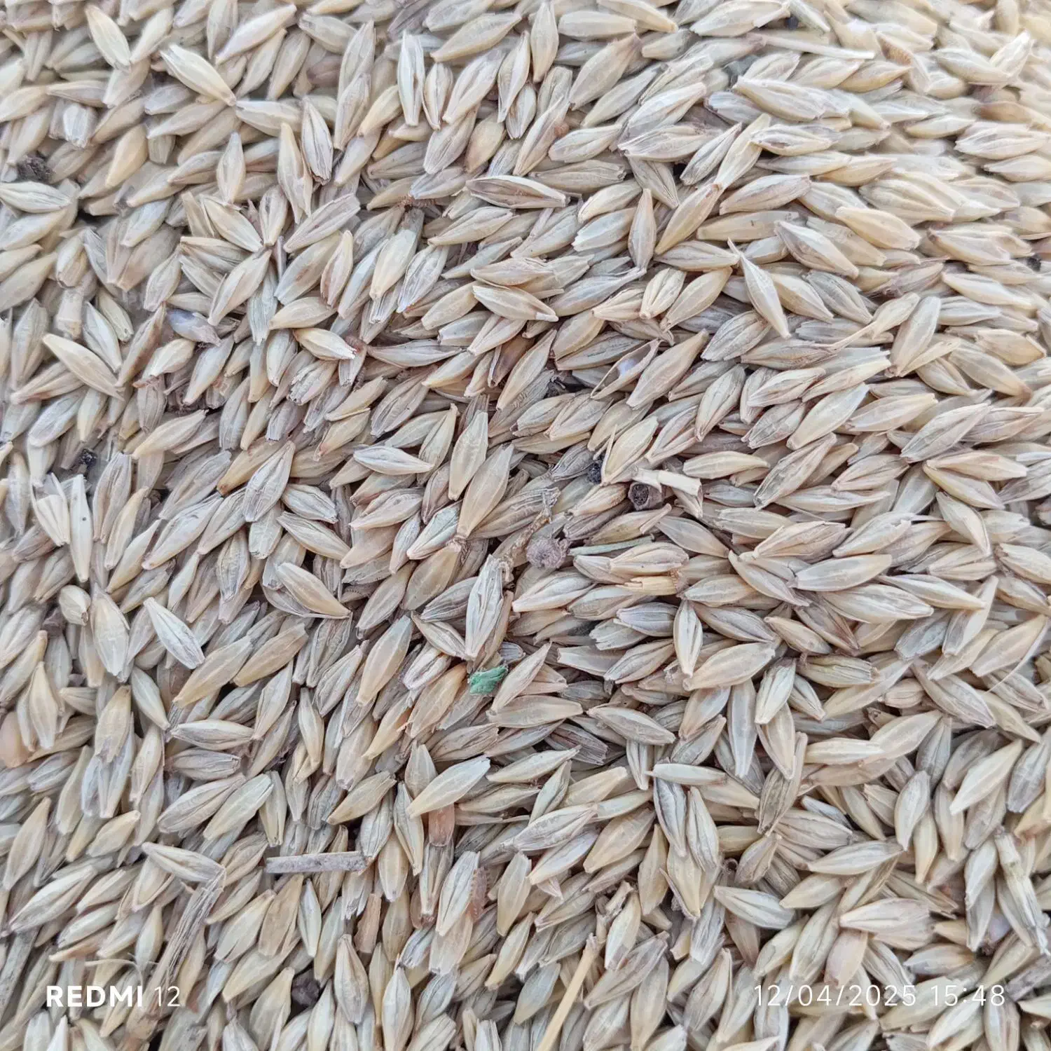 جو محلی|خدمات باغبانی و درختکاری|سعدآباد, |دیوار