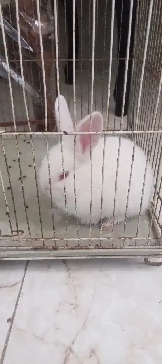 خرگوش چشم قرمز|موش و خرگوش|رفسنجان, |دیوار