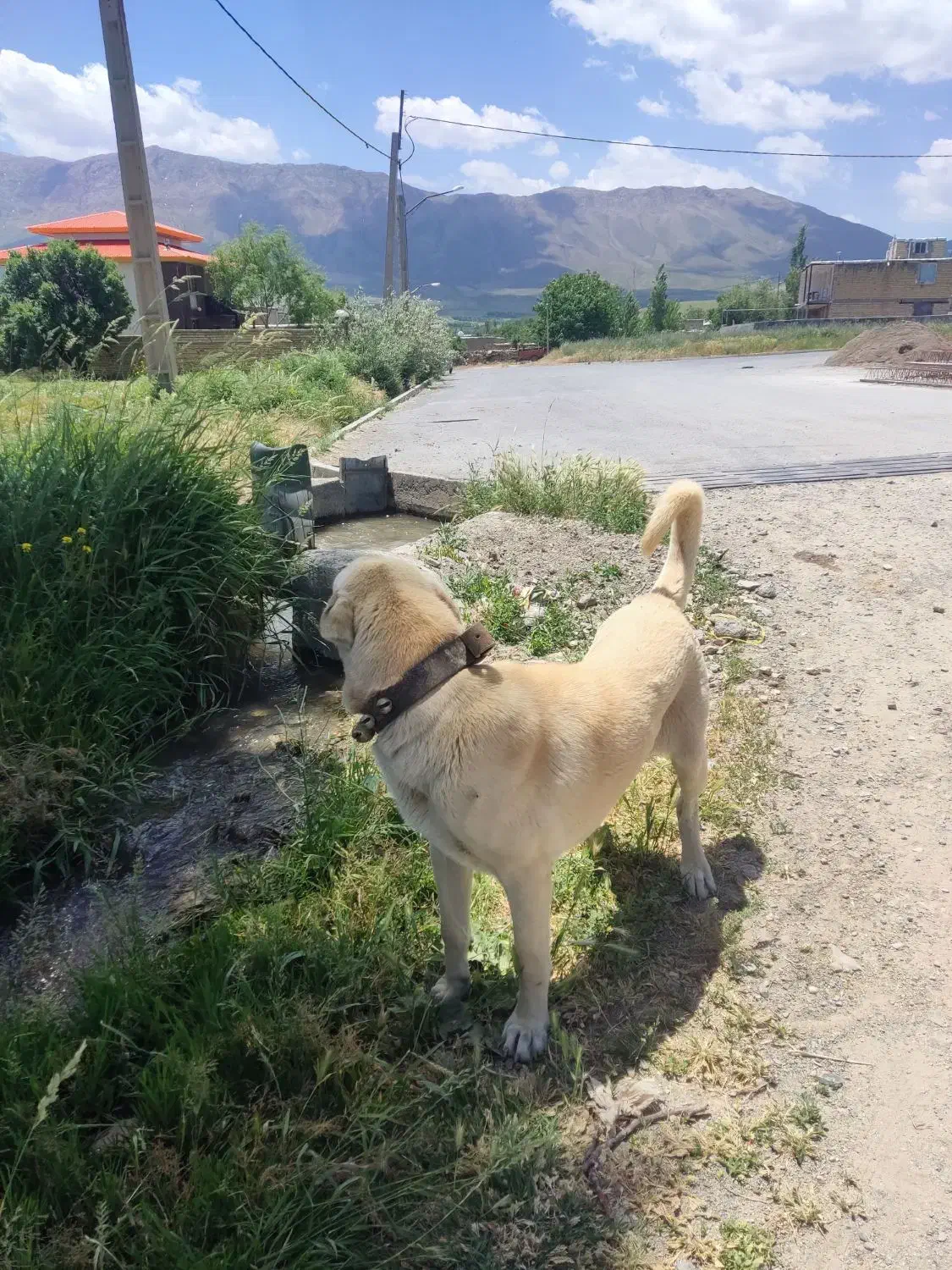 گمشده|حیوانات|خمین, |دیوار