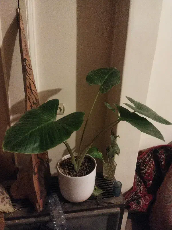 گل و گیاه باباآدم|گل و گیاه طبیعی|تهران, بیسیم|دیوار