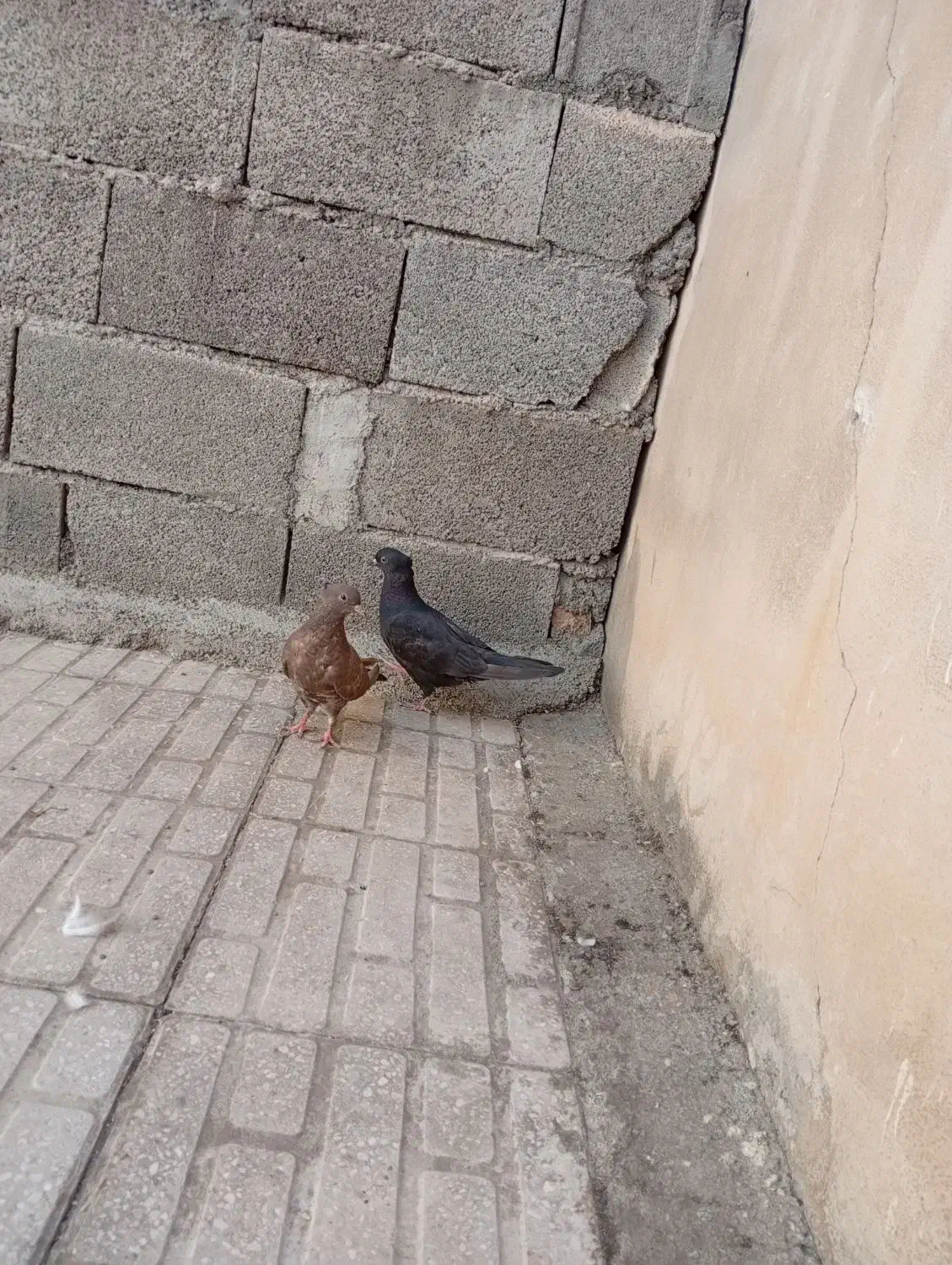 کبوتر|پرنده|کرمانشاه, |دیوار