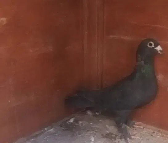 کفتر|پرنده|درمیان, |دیوار