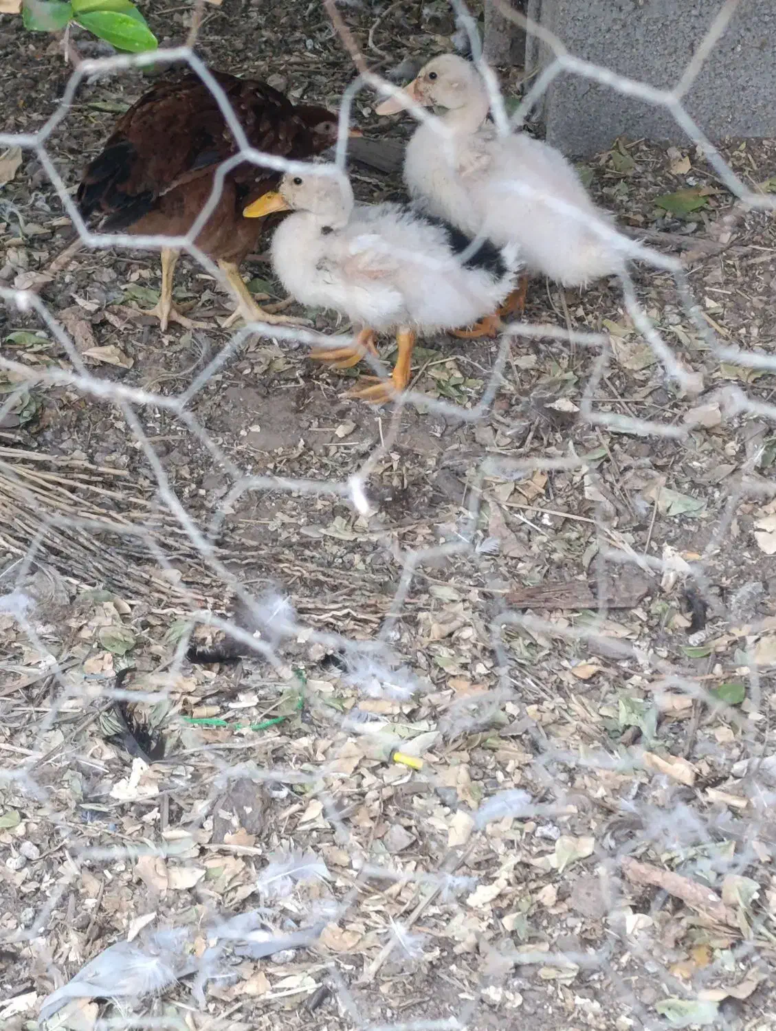 دو مرغ و تعدادی جوجه|حیوانات مزرعه|آبپخش, |دیوار