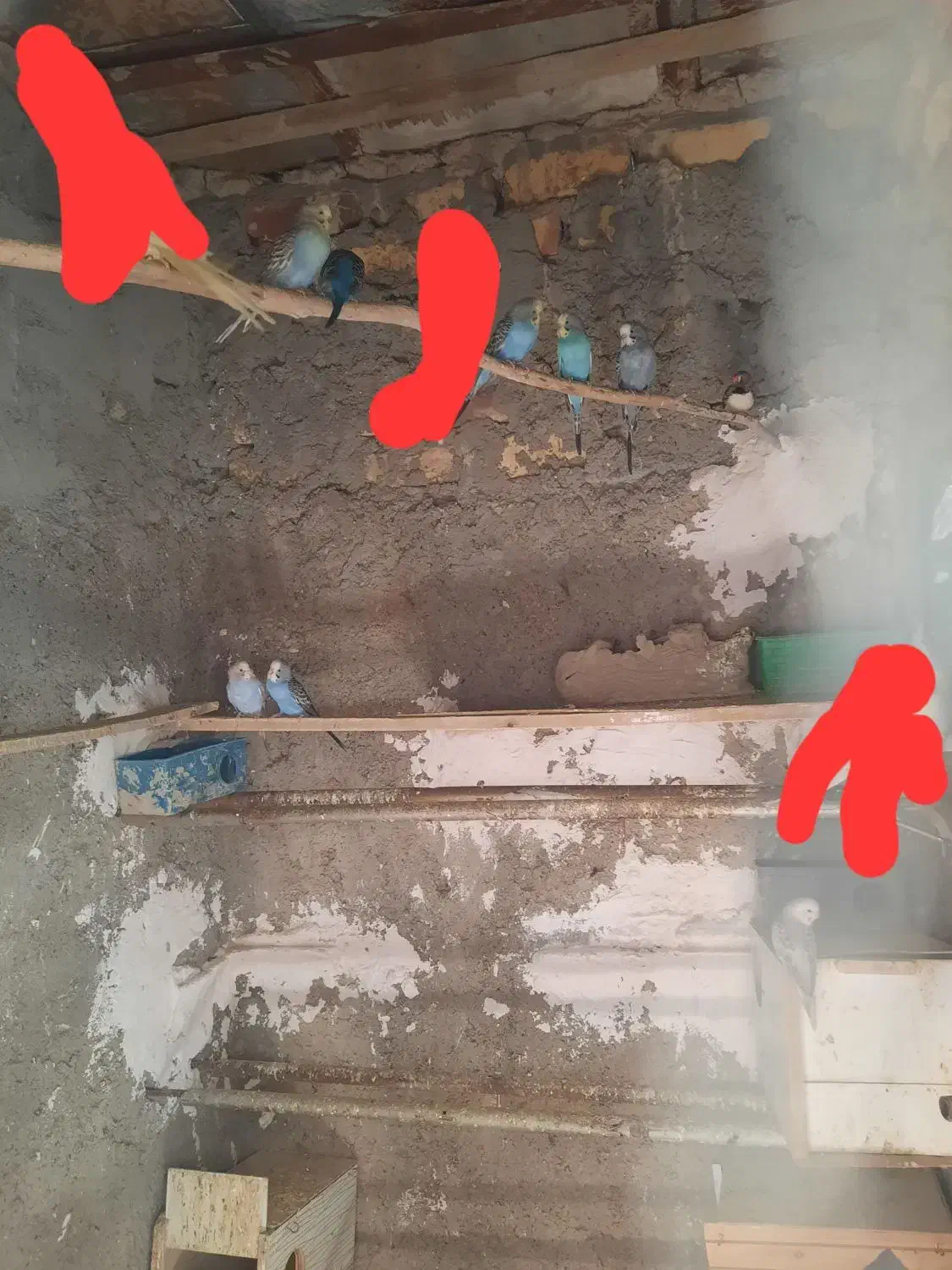 مرغ عشق|پرنده|هامون, |دیوار