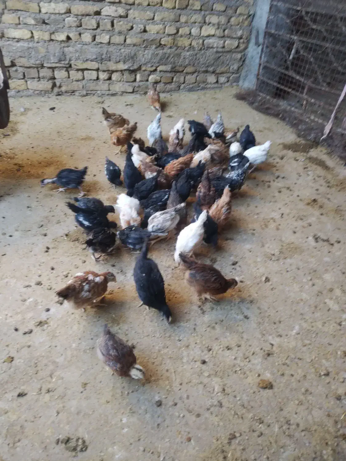 جوجه مرغ واکسن زده سرحال|حیوانات مزرعه|رشتخوار, |دیوار